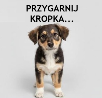 „Łódzkie dla zwierząt – razem przeciw bezdomności” – realizacja zadania